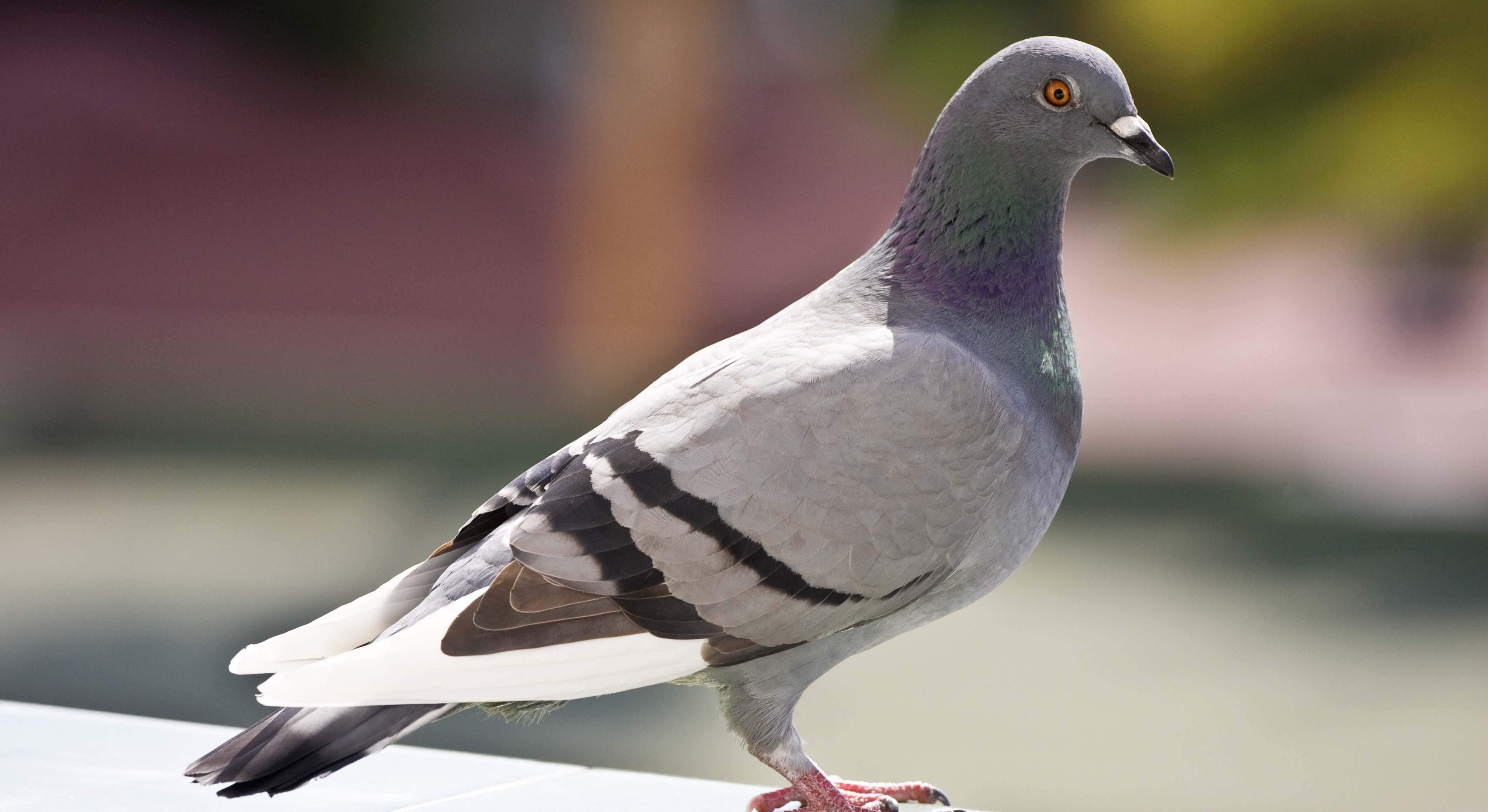 Ejemplar de paloma común, al aire libre. / Foto: Dreamstime